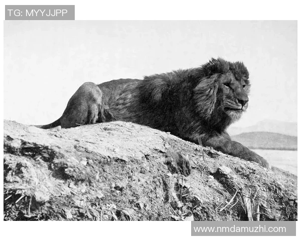 U17世界杯精彩对决喀麦隆与塔吉克斯坦的激烈碰撞与精彩瞬间回顾